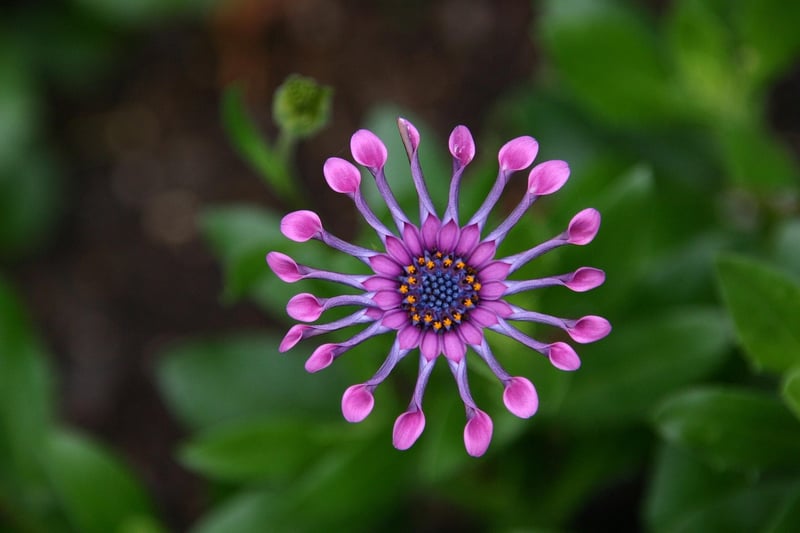 Fantasy garden greens